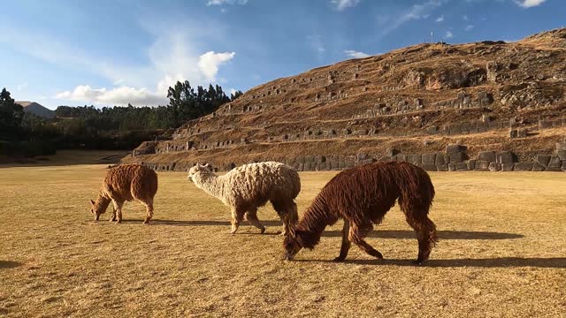 Domestic Llamas Walking In The Field On A Sunny Day Near Terraces In Peru. - close up - Machu Pichu