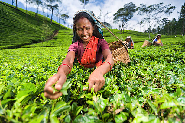 istock Tamil pickers plucking tea leaves on plantation 147713053