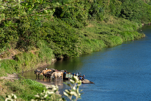 Oxen pulling a cart which is in the Rio Corobici in Costa Rica. They are bringing volcanic river sand for use in the construction industry.  There are men digging sand from the river bed into the cart.