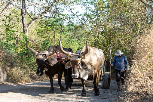 Oxen pulling a cart beside the Rio Corobici in Costa Rica. They are bringing volcanic river sand for use in the construction industry.  Their tender is walking alongside.