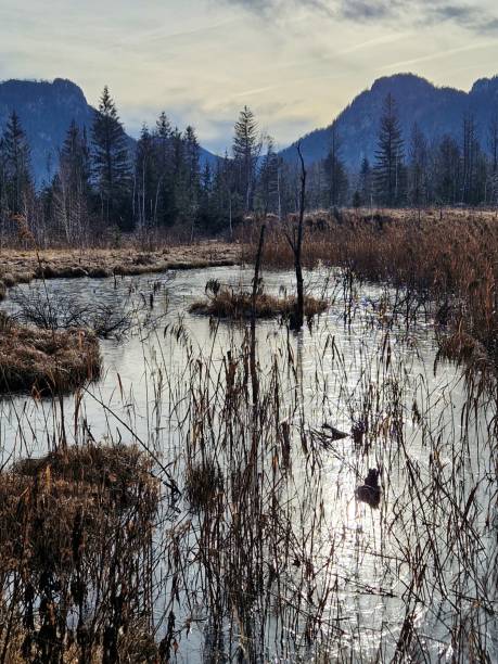 istock Moor landscape in Inzell 1477131364