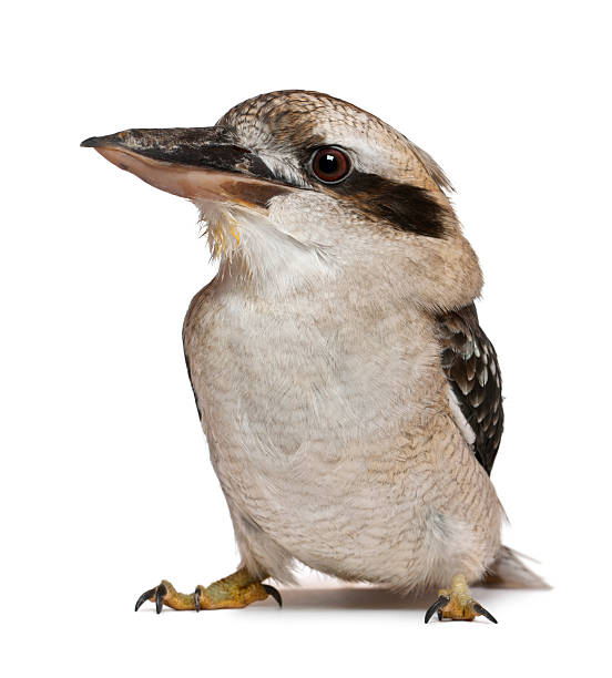 Laughing Kookaburra, Dacelo novaeguineae, standing in front of white background Laughing Kookaburra, Dacelo novaeguineae, a carnivorous bird in the kingfisher family, standing in front of white background kookaburra stock pictures, royalty-free photos & images