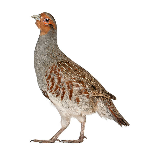 Grey, English, Hun or Hungarian Partridge