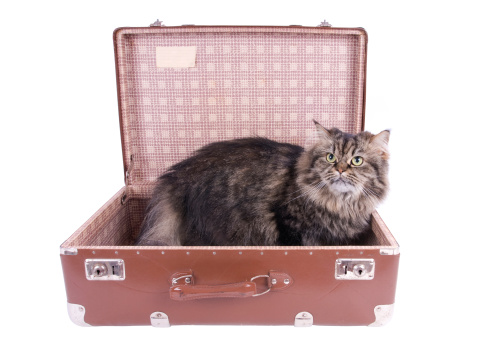 Ginger cat lies in a travel suitcase, isolated on white