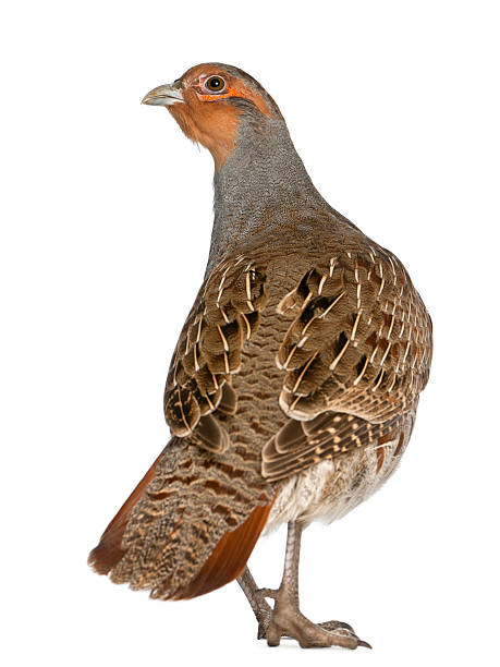 istock Grey, English, Hun or Hungarian Partridge 147713295