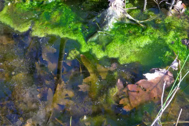 Photo of Stagnant water with algae and dry leaves in decomposition, poor non potable condition, ideal for amphibians