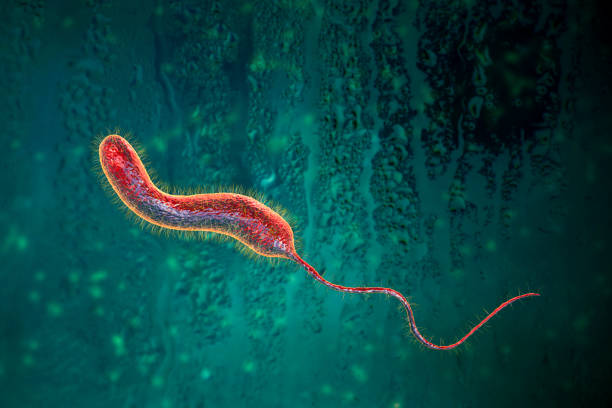 Vibrio cholerae bacteria, 3D illustration Vibrio cholerae bacteria, 3D illustration. Bacterium which causes cholera disease and is transmitted by contaminated water cell flagellum stock pictures, royalty-free photos & images
