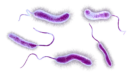Vibrio mimicus bacteria, 3D illustration. Vibrio species that mimics V. cholerae and causes gastroenteritis transmitted by fish, raw oysters, turtle eggs, prawns, and other sea products