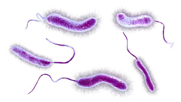 Vibrio mimicus bacteria Vibrio mimicus bacteria, 3D illustration. Vibrio species that mimics V. cholerae and causes gastroenteritis transmitted by fish, raw oysters, turtle eggs, prawns, and other sea products vibrio stock pictures, royalty-free photos & images