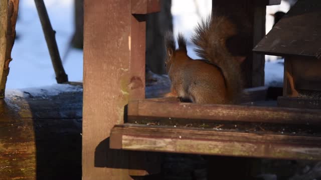 red squirrel nibbles seeds from a bird feeder