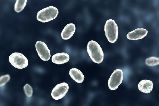 Yersinia enterocolitica bacteria, ilustración 3D photo
