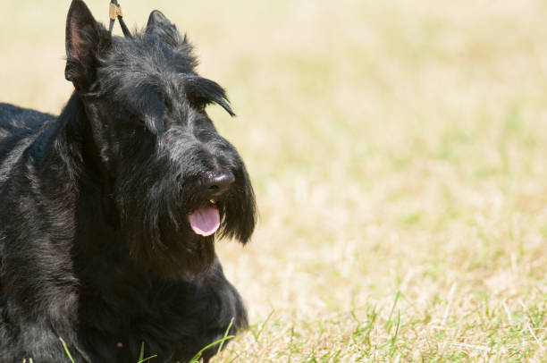 istock Scottish Terrier close up with tongue out 1477136537