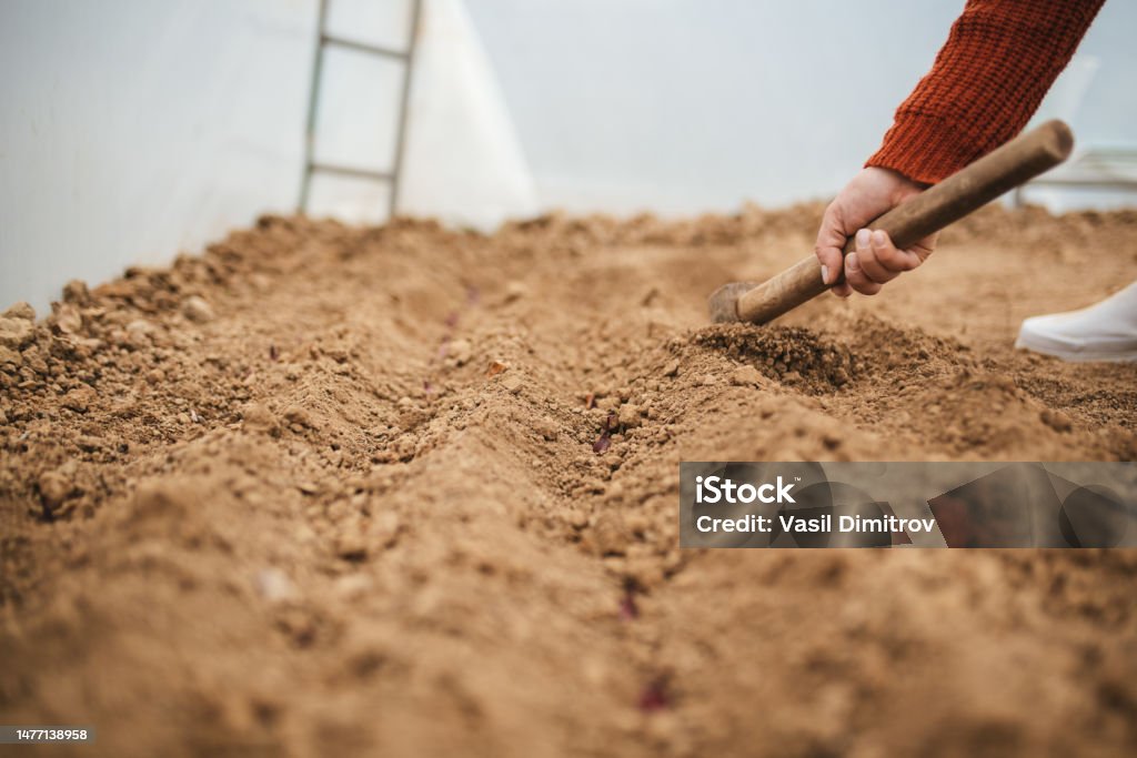 Preparing the soil for planting. Preparing the soil for planting. Agriculture/ horticulture concept. Adult Stock Photo
