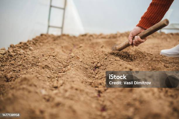 Preparing The Soil For Planting Stock Photo - Download Image Now - Adult, Adults Only, Agriculture