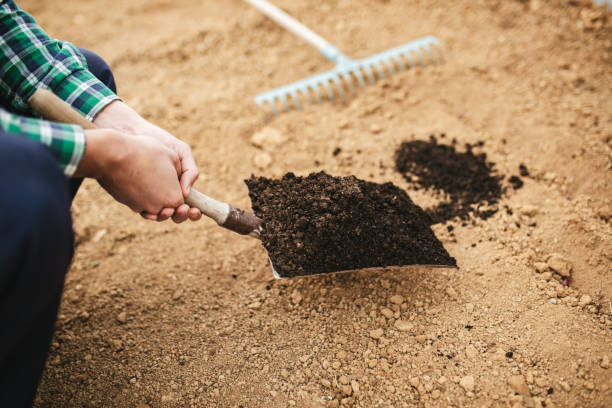 istock Farmer holding a shovel with manure / compost. 1477139341