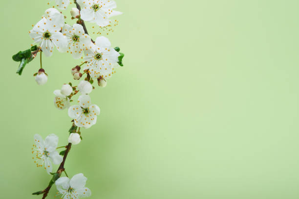 istock Spring Cherry Blossom. Abstract background of macro cherry blossom tree branch on green background. Happy Passover background. Spring womens day concept. Easter, Birthday, womens or mothers holiday. 1477139496