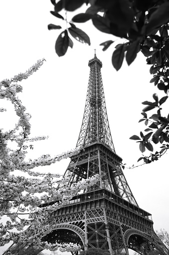 Eiffel Tower in black and white style during spring time in Paris, France