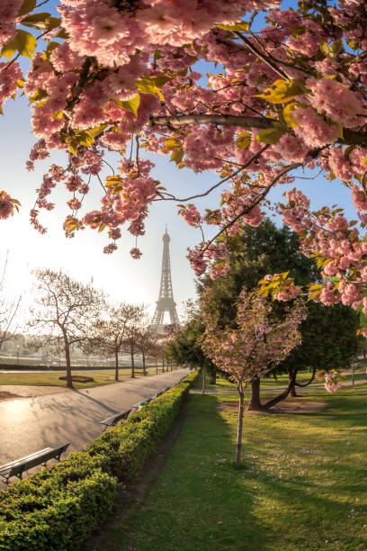 istock Eiffel Tower during beautiful spring time in Paris, France 1477145811