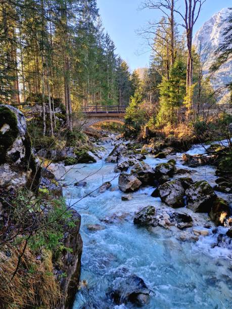 istock Zauberwald near Hintersee lake - Berchtesgarden 1477148698
