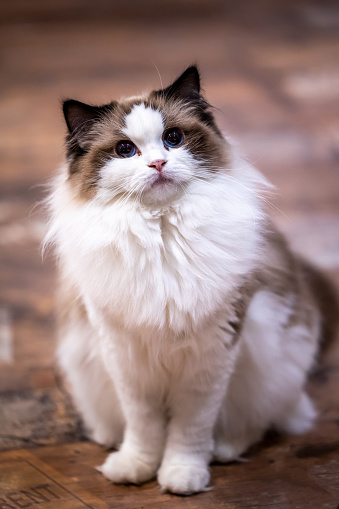 Beautiful young white purebred Ragdoll cat with blue eyes, on the bed at home.