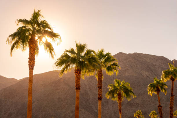 Palm trees and desert mountain at sunset in Palm Springs, California stock photo