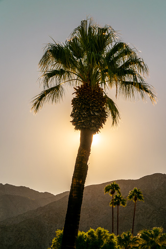 Palm tree and desert mountain at sunset in Palm Springs, California