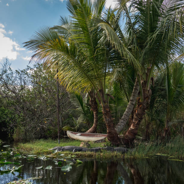 Two large American Alligators resting in green grass on an island, surrounded by water with water lilies on the water surface, under a big tropical palm tree, with a boat nearby, Everglades National Park, Florida, USA