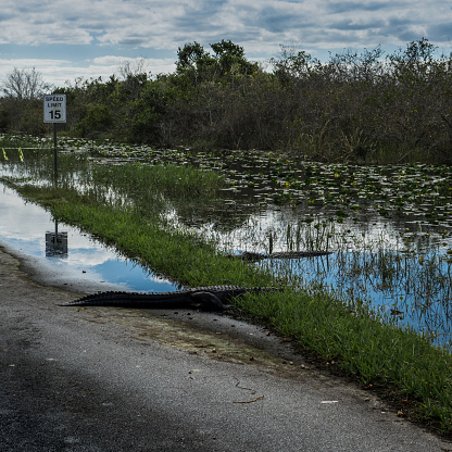Two large alligators resting in water on a flooded road surrounded by green grass and tropical bushes, under a speed limit road sign, with perfect clod mirroring in the water surface. Everglades National Park, Florida, USA