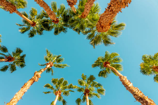 Looking up at palm trees, view from bottom, tropical travel and tourism background stock photo
