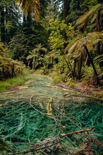 Emerald green thermal pond in Redwoods Whakarewarewa Forest, a forest of naturalised coastal redwood on the outskirts of Rotorua, New Zealand