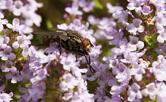 Insect sitting on small purple flowers searching for food in the wild nature.