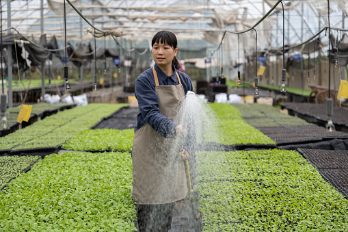 An Asian woman farmer sprays water in a seedling greenhouse