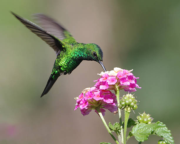 istock Green Iridescent Hummingbird Feeding on Pink Flower 147715796