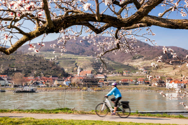 Blossoming apricot tree with biker on route against Danube river and church in Spitz village, Wachau valley, UNESCO, Austria Blossoming apricot tree with biker on route against Danube river and church in Spitz village, Wachau valley, UNESCO, Austria durnstein stock pictures, royalty-free photos & images