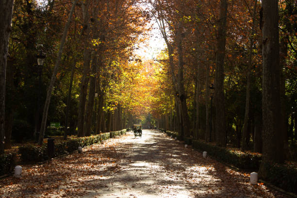 istock Autumn in Seville, Spain 1477162174