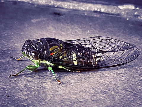 The cicadas are a superfamily, the Cicadoidea, of insects in the order hemiptera (true bugs).