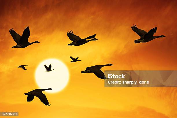 カナダのガチョウ Xxxl 移行 - 飛ぶのストックフォトや画像を多数ご用意 - 飛ぶ, 雁, 鳥
