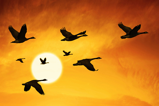 flock of migrating canada geese in silhouette at sunset (XXXL)