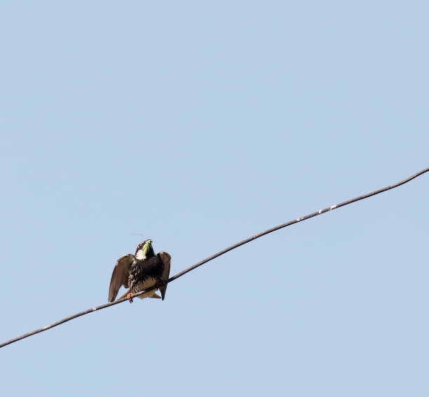 istock Spanish Sparrow (Passer hispaniolensis) Male on a Wire 1477164032