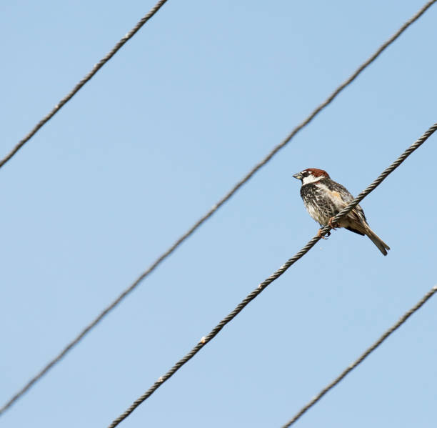 L 14-16 cm. \nUnlike House Sparrow, usually breeds in tall shrubbery or in clumps of trees, often in larges colonies. Closed nests of straw and twigs. Also builds in stick nest of larger birds (e.g. White Stork).\nMainly resident in W, migratory in E; in E Mediterranean in spring and autumn.\n\nThis Picture is made during a Vacation in Bulgaria in May 2018.
