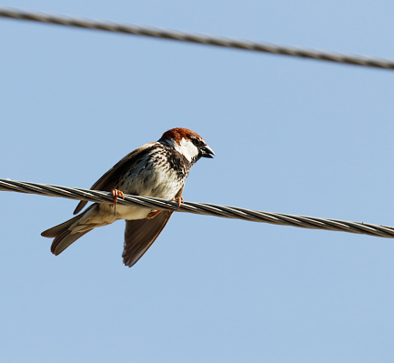 L 14-16 cm. \nUnlike House Sparrow, usually breeds in tall shrubbery or in clumps of trees, often in larges colonies. Closed nests of straw and twigs. Also builds in stick nest of larger birds (e.g. White Stork).\nMainly resident in W, migratory in E; in E Mediterranean in spring and autumn.\n\nThis Picture is made during a Vacation in Bulgaria in May 2018.