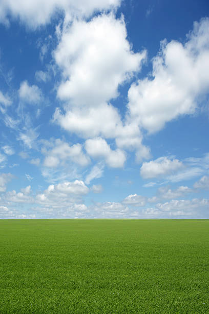 xxxl erba verde campo - manitoba prairie landscape canada foto e immagini stock