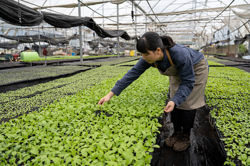 An Asian woman farmer arranges vegetable seedlings in a seedling greenhouse