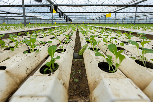 Automatic green vegetable hydroponic greenhouse