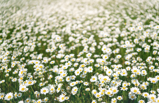 Sun lit spring meadow with many daisy flowers blooming, shallow depth of field photo, only few petals in focus