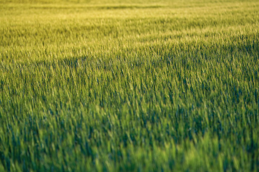 Afternoon sun shines to green young wheat field, shallow depth of field detail, only few leaves and stalks in focus