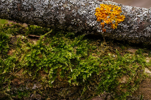 Moss and lichen growing on fallen tree trunk, closeup macro detail