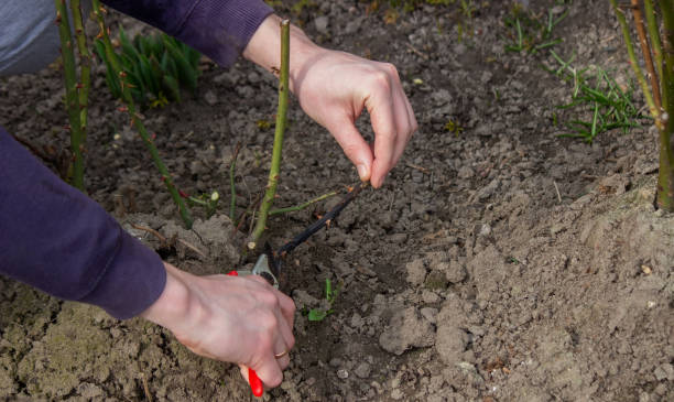 istock A hand holds secateurs and cuts a branch of a rose bush. 1477171378
