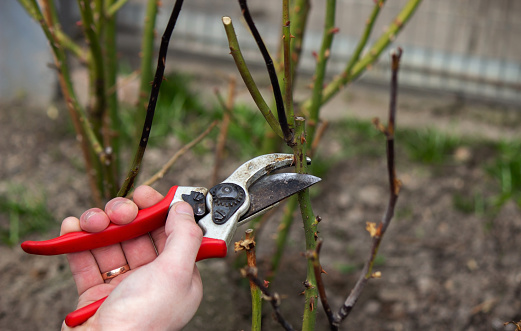 A hand holds secateurs and cuts a branch of a rose bush. Selective focus