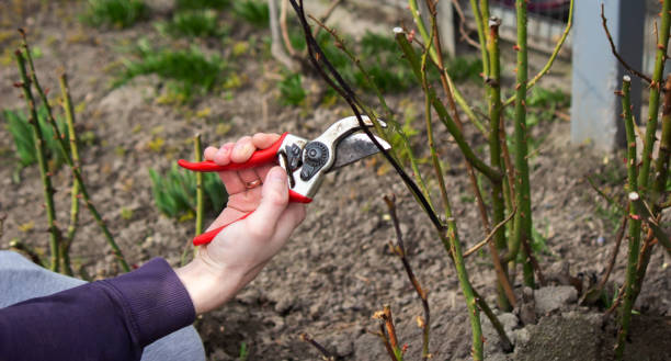 istock A hand holds secateurs and cuts a branch of a rose bush. 1477171402